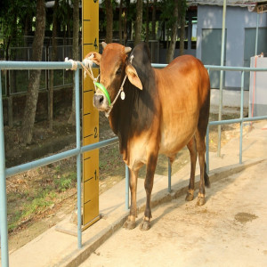 Male - Bull (ষাঁড়)
